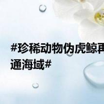 #珍稀动物伪虎鲸再现南通海域#