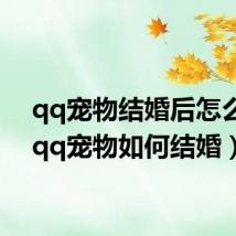 qq宠物结婚后怎么玩(qq宠物如何结婚)