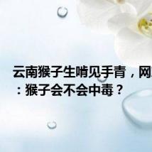 云南猴子生啃见手青,网友震惊:猴子会不会中毒?