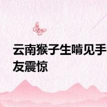 云南猴子生啃见手青 网友震惊