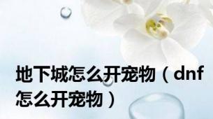 地下城怎么开宠物（dnf怎么开宠物）