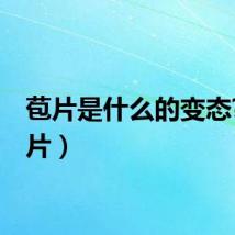 苞片是什么的变态?（苞片）