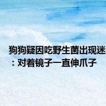 狗狗疑因吃野生菌出现迷惑行为:对着镜子一直伸爪子
