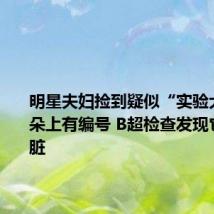 明星夫妇捡到疑似“实验犬”:耳朵上有编号 B超检查发现它没有脾脏