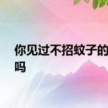 你见过不招蚊子的草坪吗