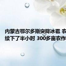内蒙古鄂尔多斯突降冰雹 农户:持续下了半小时 300多亩农作物受灾