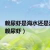 赖尿虾是海水还是淡水（赖尿虾）
