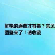 鲜艳的蘑菇才有毒？常见毒蘑菇图鉴来了！请收藏