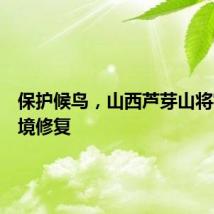 保护候鸟，山西芦芽山将实施生境修复