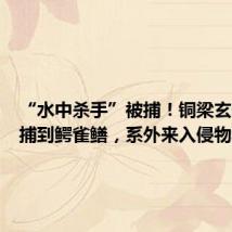 “水中杀手”被捕!铜梁玄天湖抓捕到鳄雀鳝,系外来入侵物种
