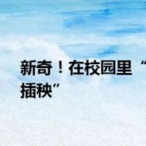 新奇！在校园里“下田插秧”