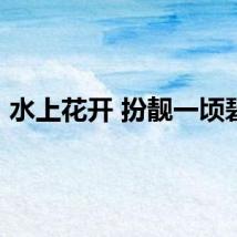 水上花开 扮靓一顷碧波