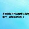 吉娃娃好养吗它有什么优点和缺点图片（吉娃娃好养吗）