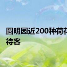 圆明园近200种荷花盛放待客
