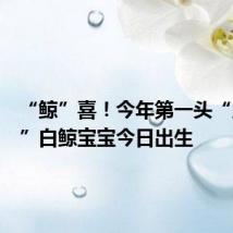 “鲸”喜!今年第一头“广东籍”白鲸宝宝今日出生