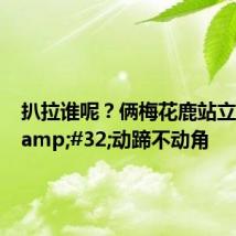 扒拉谁呢?俩梅花鹿站立打架 动蹄不动角