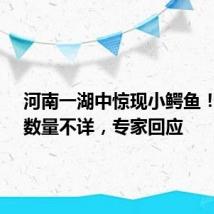 河南一湖中惊现小鳄鱼!来源、数量不详,专家回应