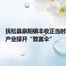 抚松县泉阳镇丰收正当时,灵芝产业撑开“致富伞”