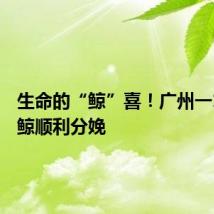 生命的“鲸”喜！广州一15岁白鲸顺利分娩
