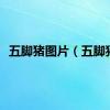 五脚猪图片（五脚猪）