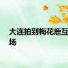 大连拍到梅花鹿互殴现场