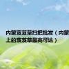 内蒙芨芨草扫把批发（内蒙古草原上的芨芨草最高可达）