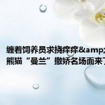 缠着饲养员求挠痒痒 大熊猫“曼兰”撒娇名场面来了