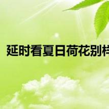 延时看夏日荷花别样红