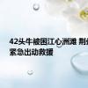42头牛被困江心洲滩 荆州海事紧急出动救援