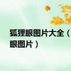 狐狸眼图片大全（狐狸眼图片）