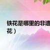 铁花是哪里的非遗（铁花）