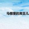 马棚里的黄豆儿