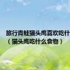 旅行青蛙猫头鹰喜欢吃什么食物（猫头鹰吃什么食物）