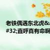 老铁偶遇东北虎&#32;直呼真有命啊