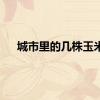 城市里的几株玉米