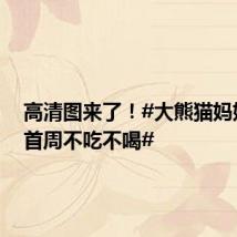 高清图来了！#大熊猫妈妈带娃首周不吃不喝#