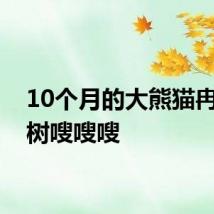 10个月的大熊猫冉冉爬树嗖嗖嗖