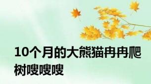 10个月的大熊猫冉冉爬树嗖嗖嗖
