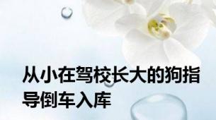从小在驾校长大的狗指导倒车入库
