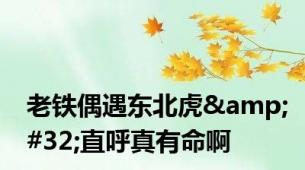 老铁偶遇东北虎&#32;直呼真有命啊