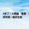 4岁了！大熊猫“香果”要和杭州市民一起庆生啦