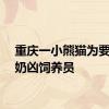 重庆一小熊猫为要苹果奶凶饲养员