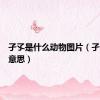 孑孓是什么动物图片（孑孓什么意思）