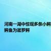 河南一湖中惊现多条小鳄鱼：小鳄鱼为暹罗鳄