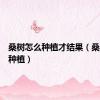 桑树怎么种植才结果（桑树怎么种植）