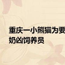 重庆一小熊猫为要苹果奶凶饲养员
