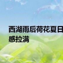 西湖雨后荷花夏日氛围感拉满