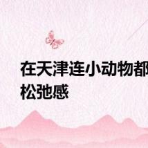 在天津连小动物都很有松弛感