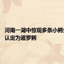 河南一湖中惊现多条小鳄鱼 初步认定为暹罗鳄