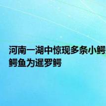 河南一湖中惊现多条小鳄鱼:小鳄鱼为暹罗鳄